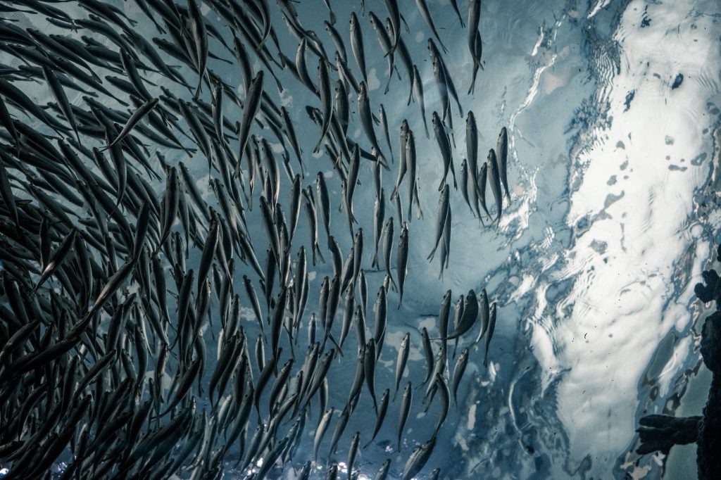 A school of fish near surface of the water